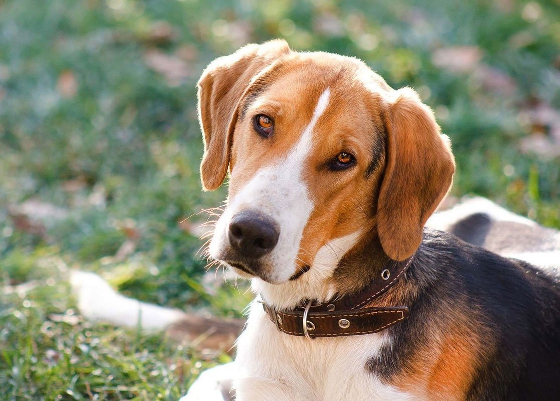 Охотничья гончая пегая