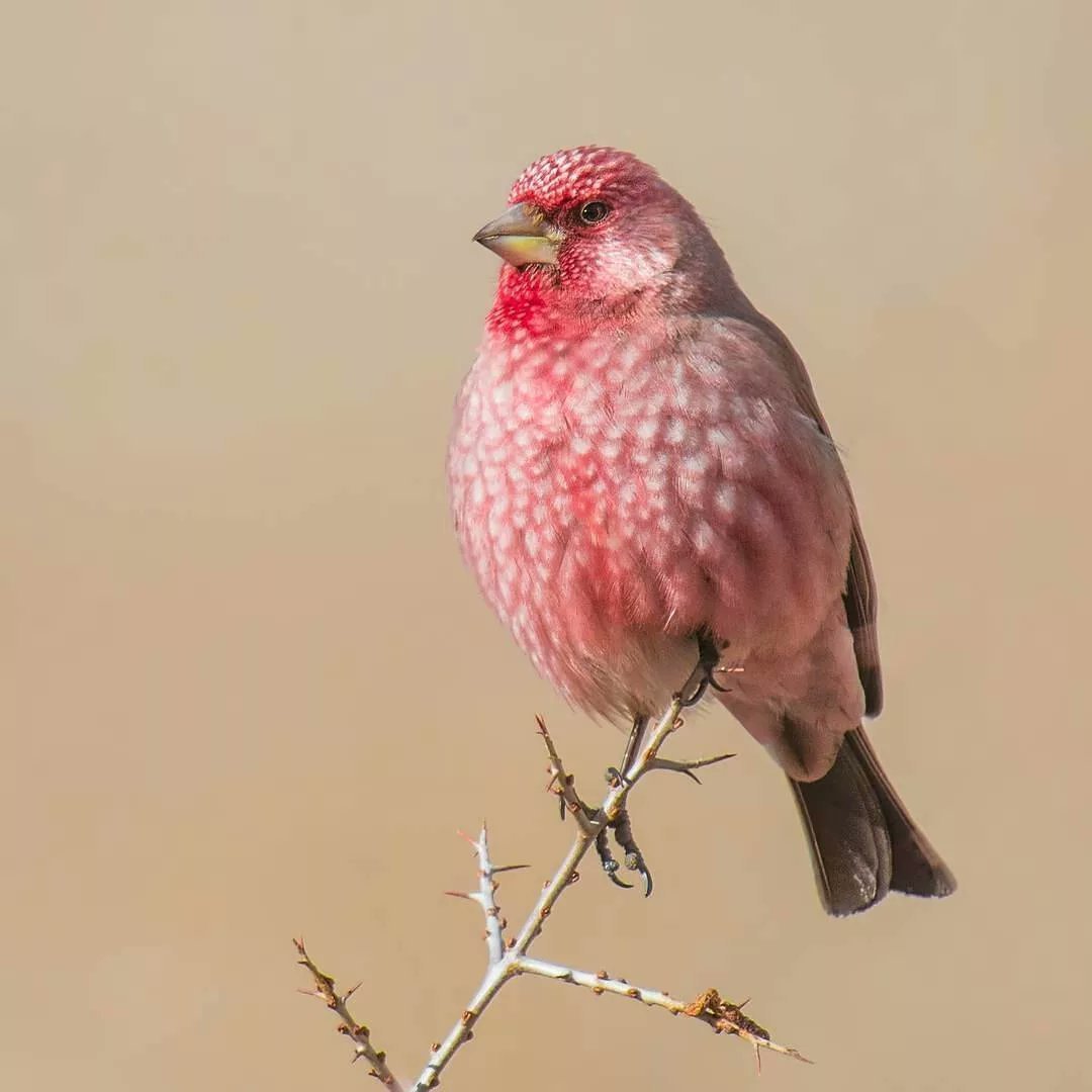 Pink-Browed Rosefinch