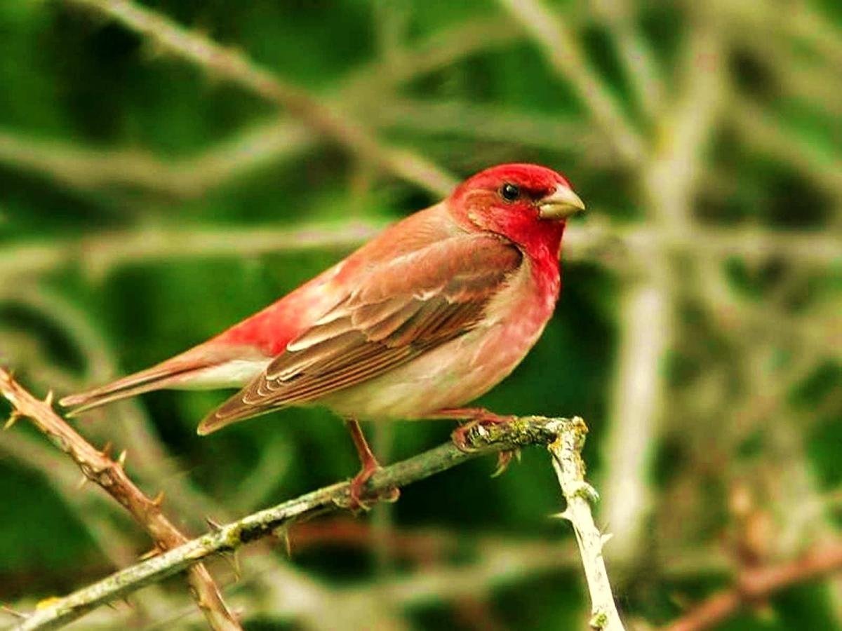 Розовый танагровый певун / Cardellina versicolor