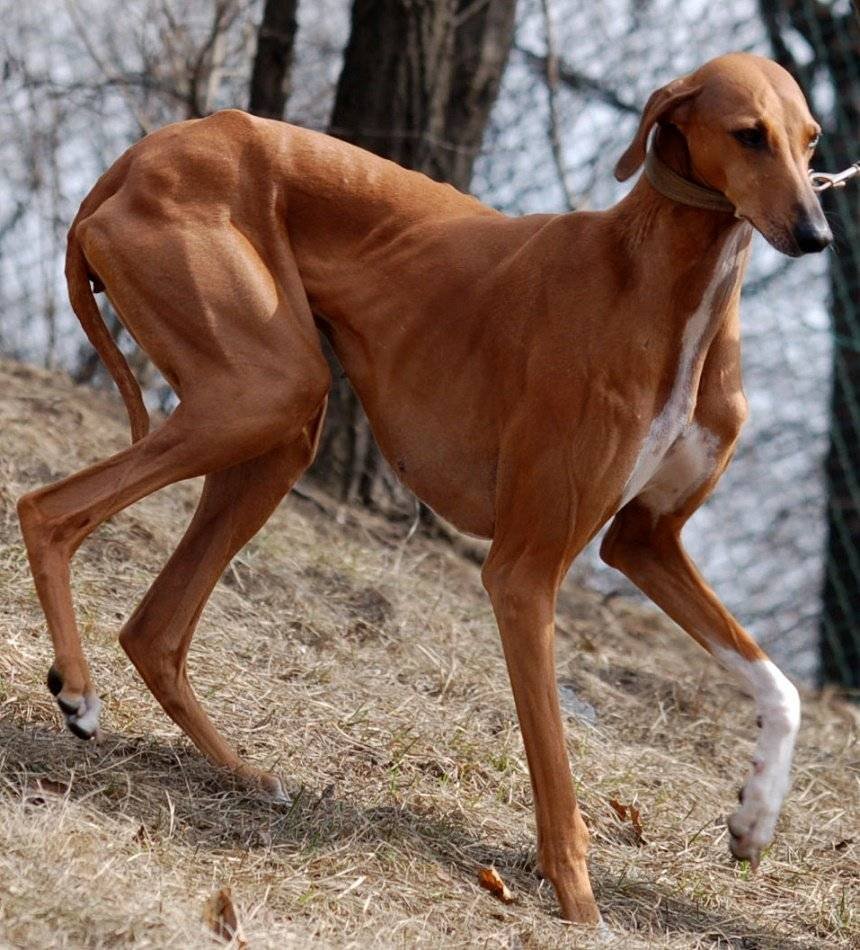 Азавак (Африканская гончая