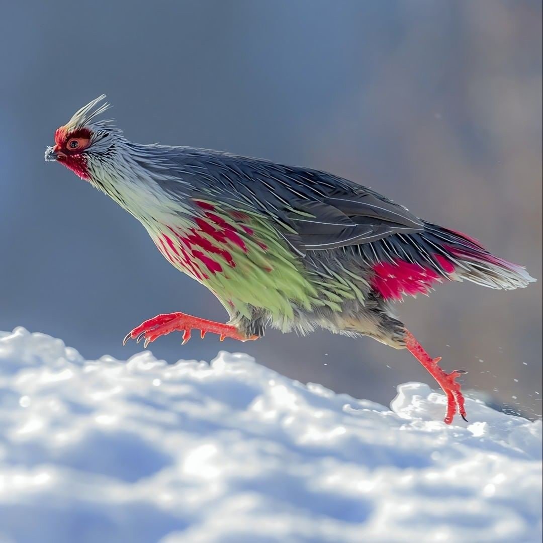 Кровавый фазан