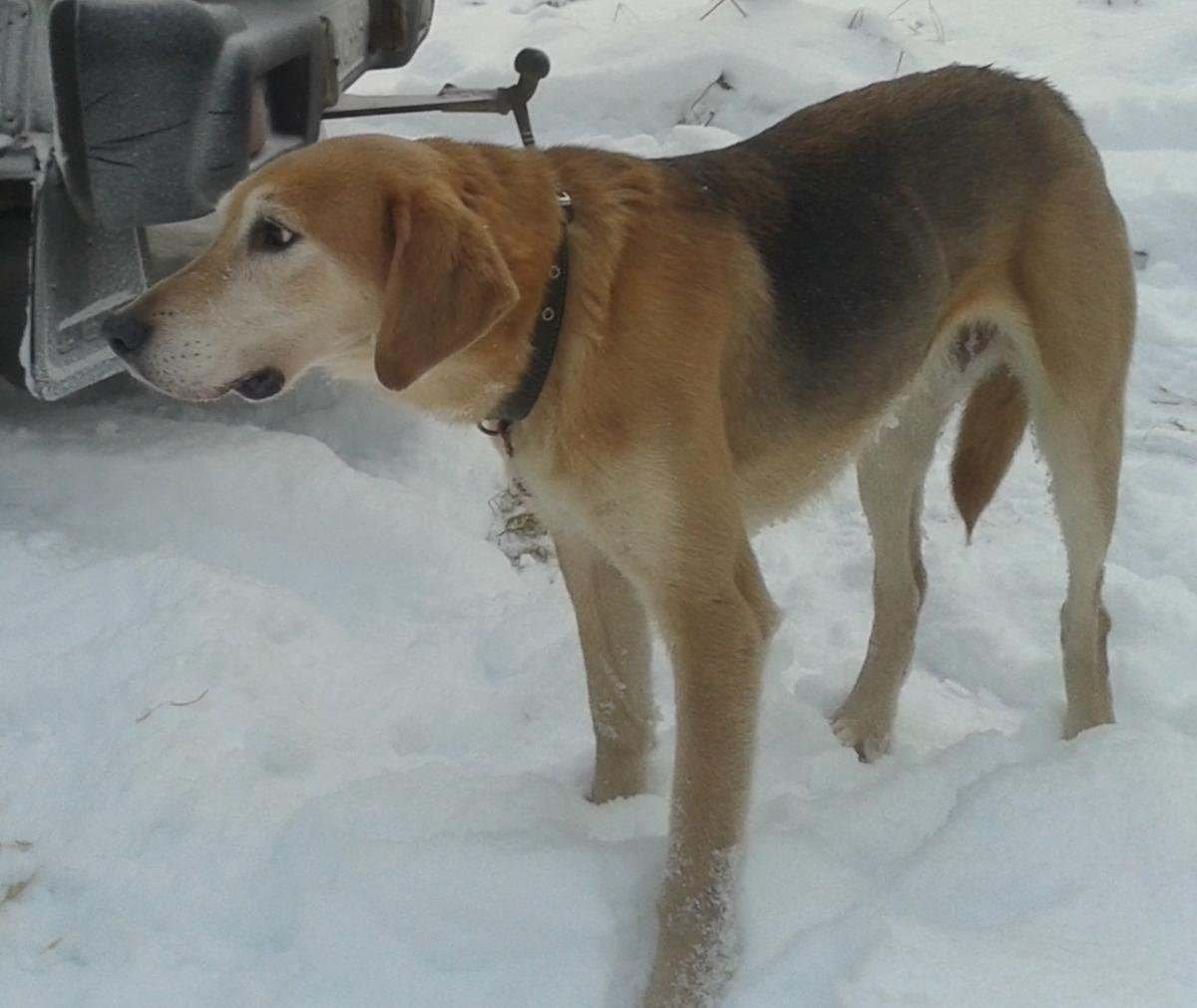 Пегая гончая