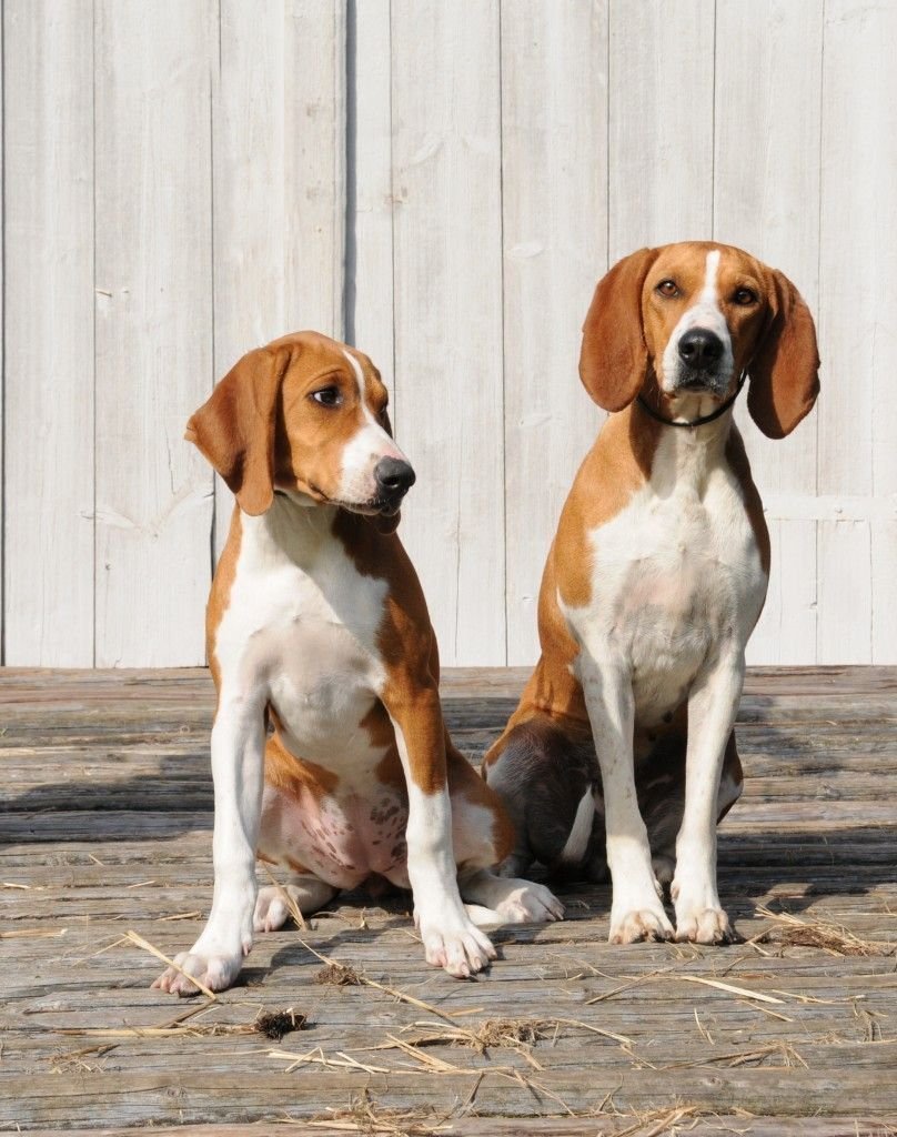 Американский фоксхаунд