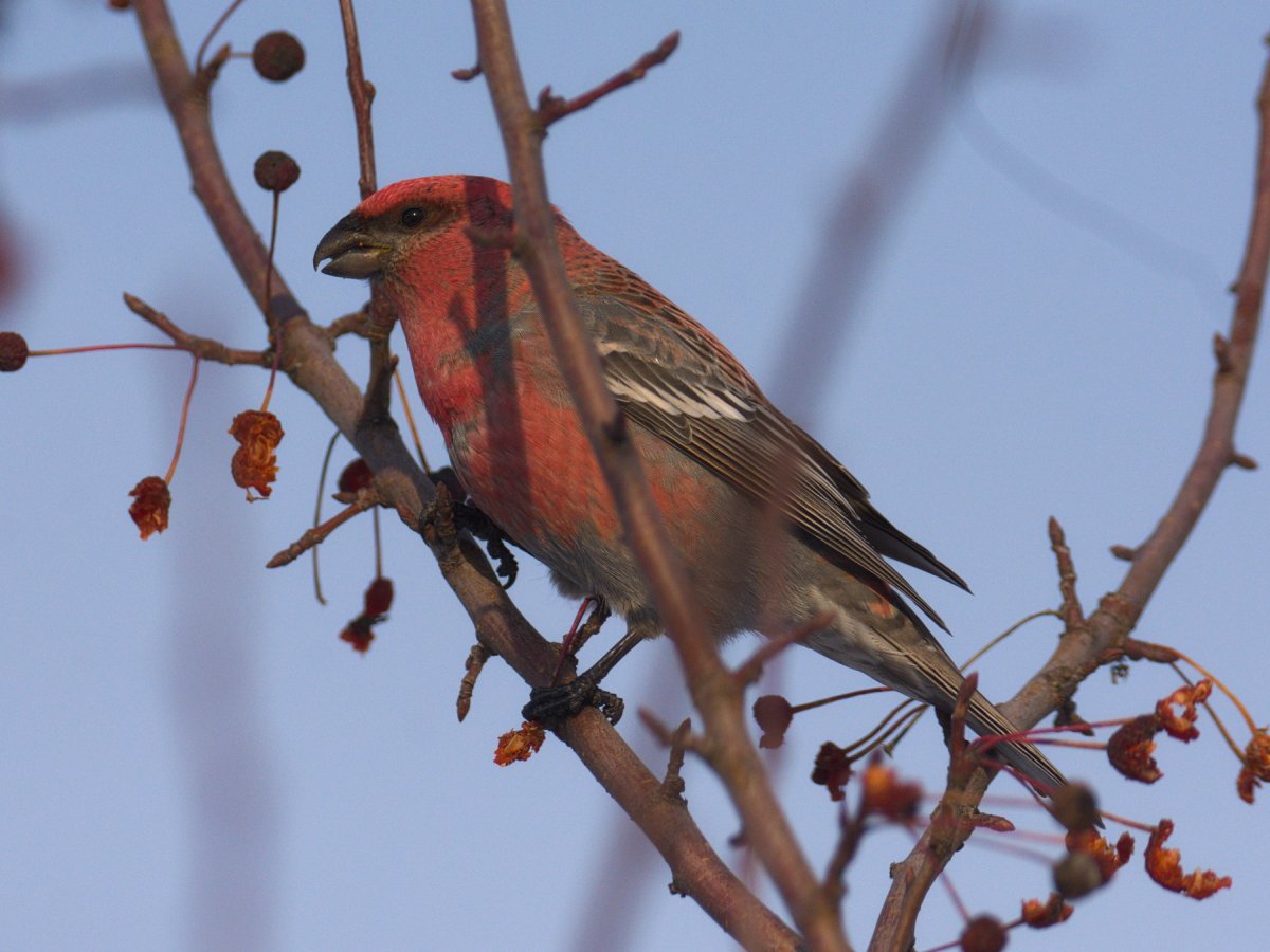Красная птица на Урале