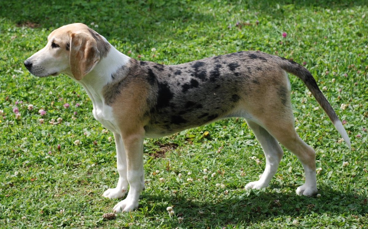 Хальденская гончая