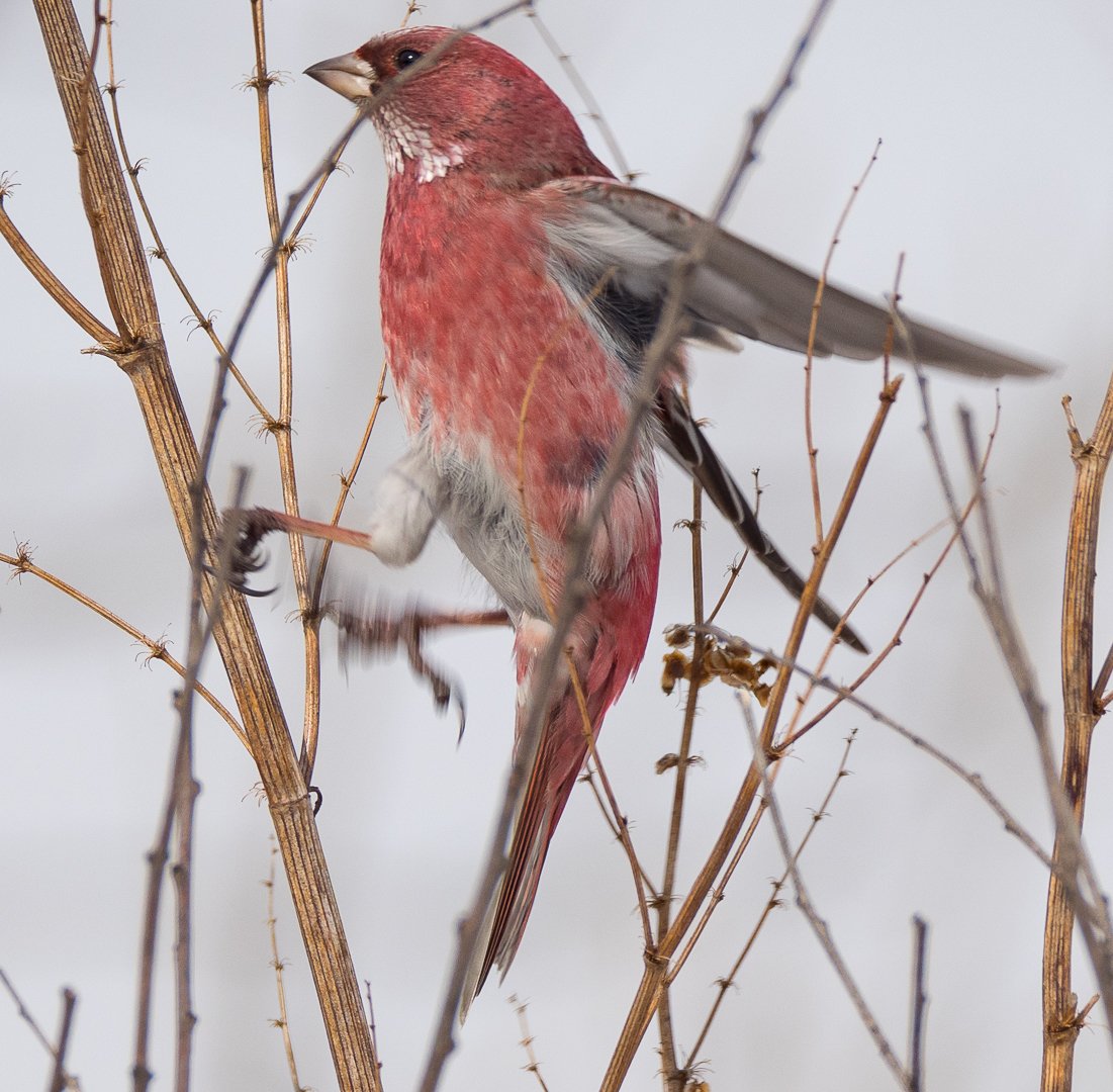 Птица с красной головой Приангарья