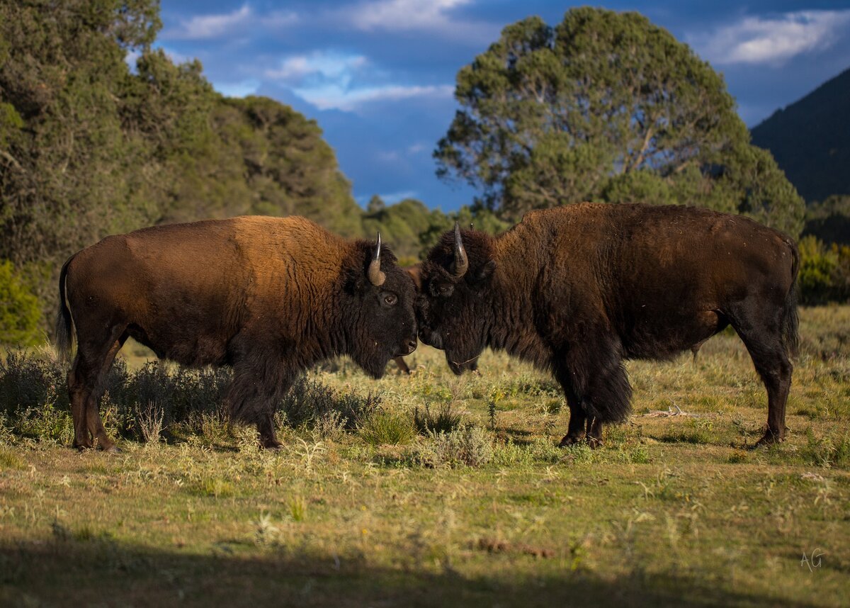 Буйвол и Бизон