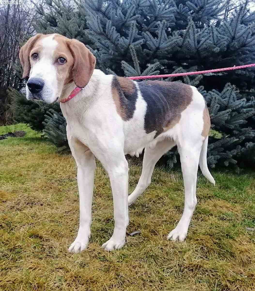 Фоксхаунд и Бигль