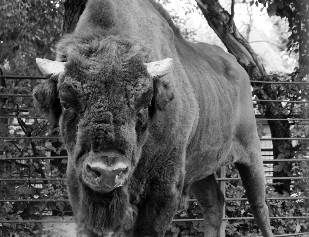 Зоопарк Лимпопо ЗУБР