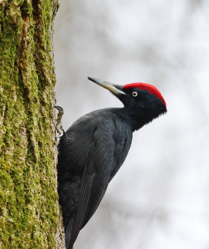 Птица Желна (дятел черный)