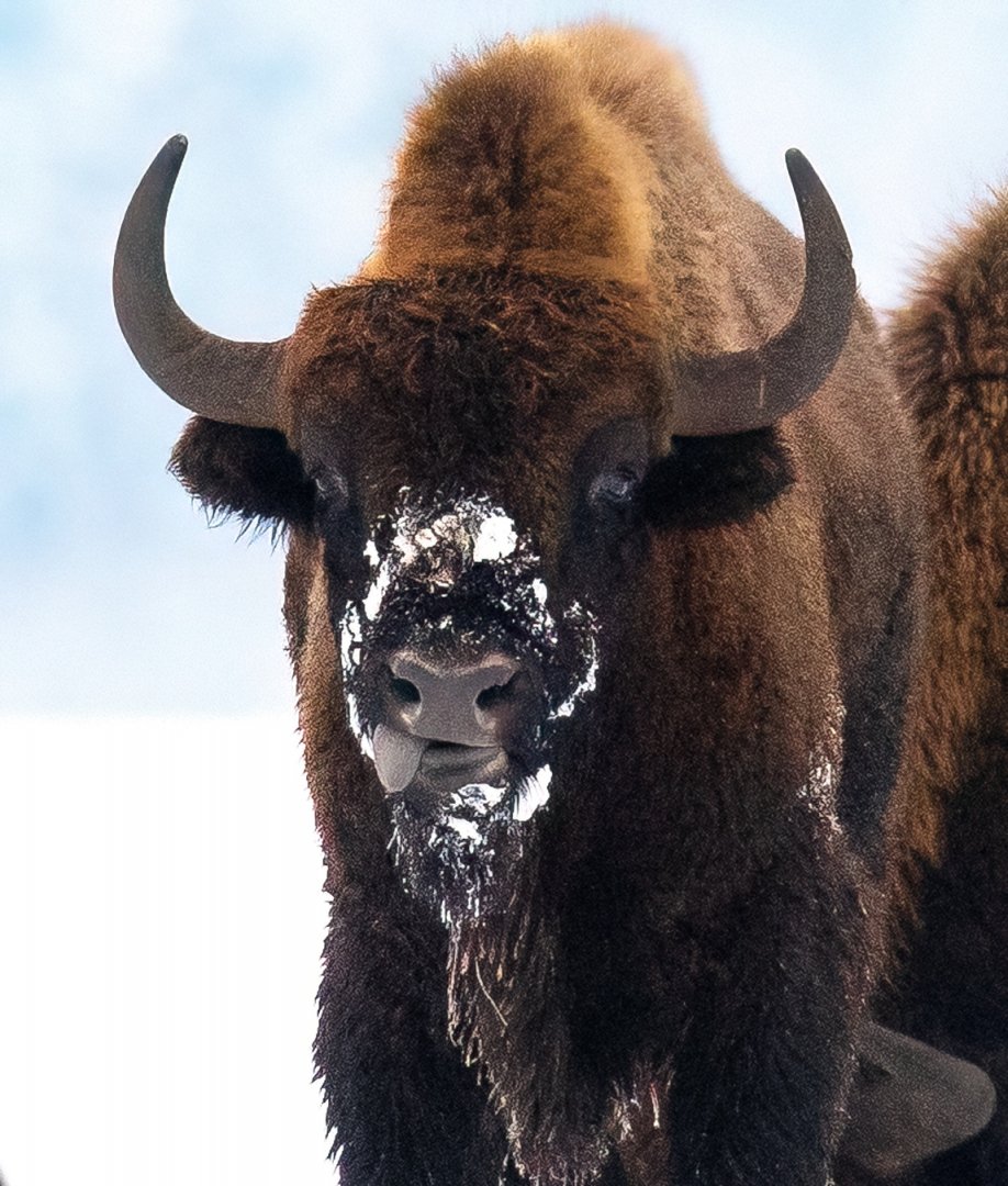 Беловежская пуща