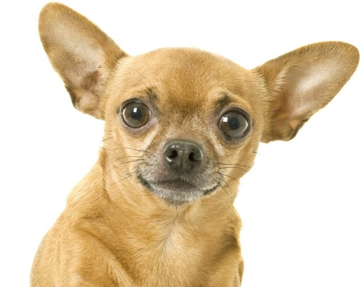 Собака чихуахуа