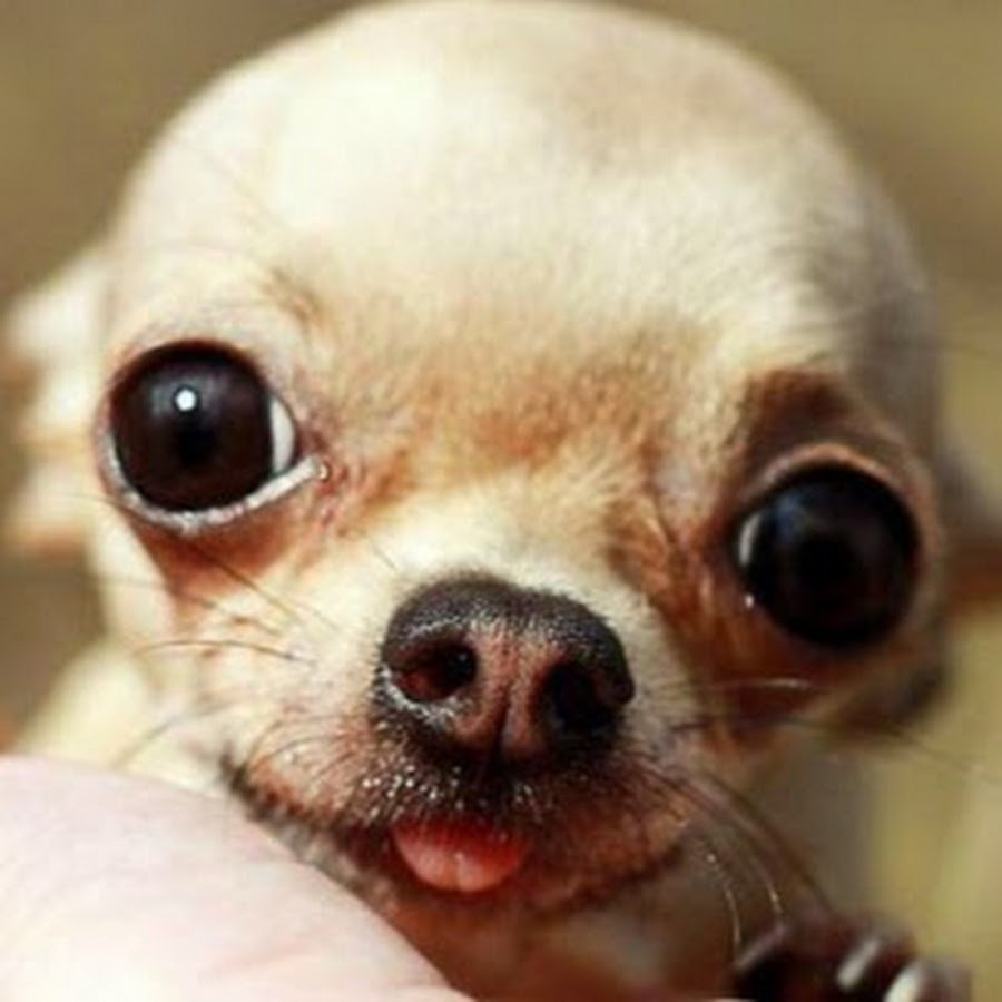 Порода собак с выпученными глазами маленькие