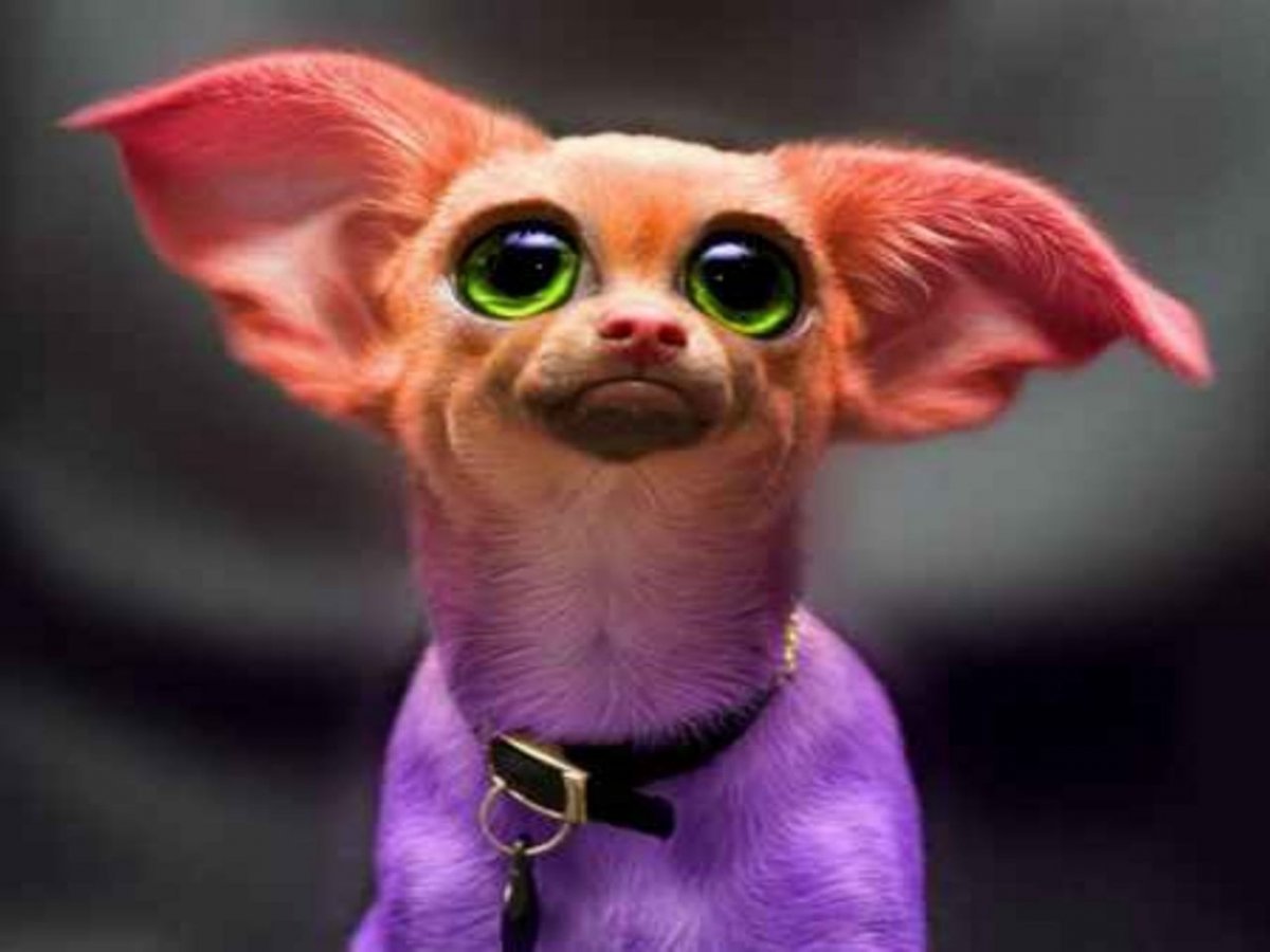 Собакен с выпученными глазами