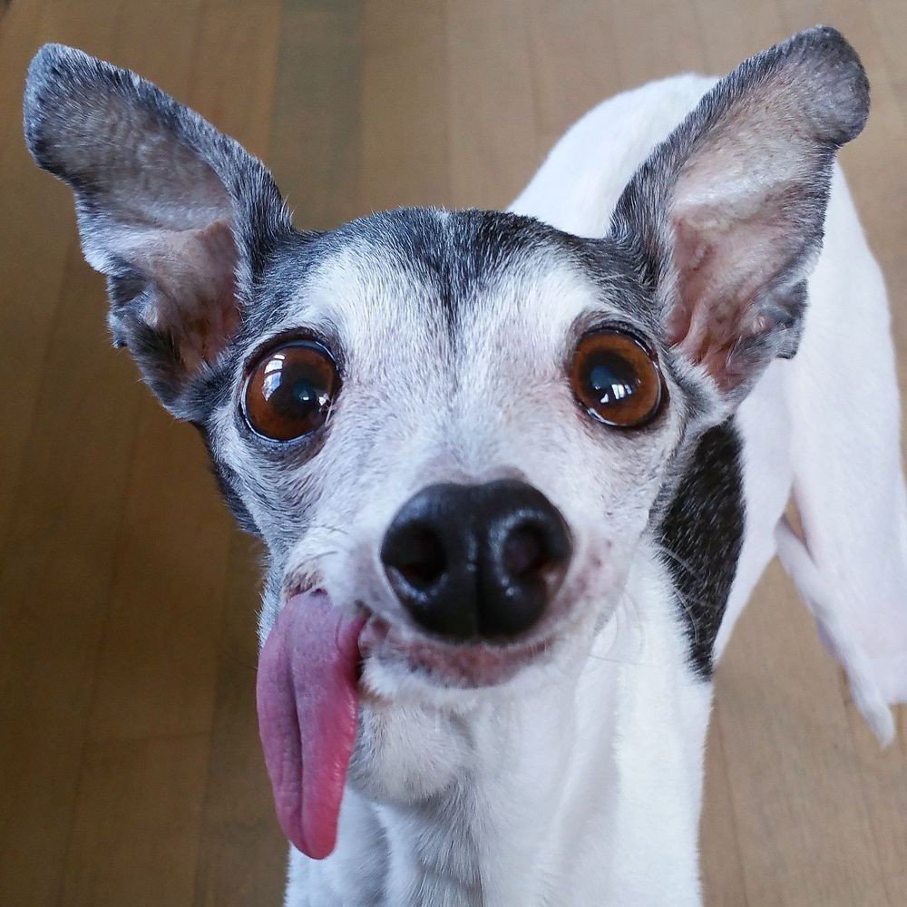 Беззубая Левретка Заппа