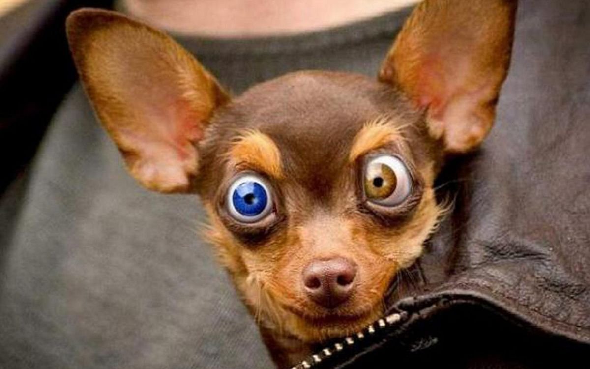 Косоглазие у чихуахуа