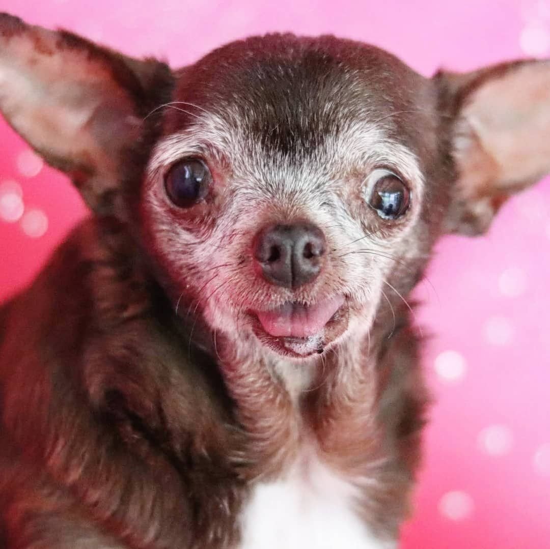 Тайский чихуахуа