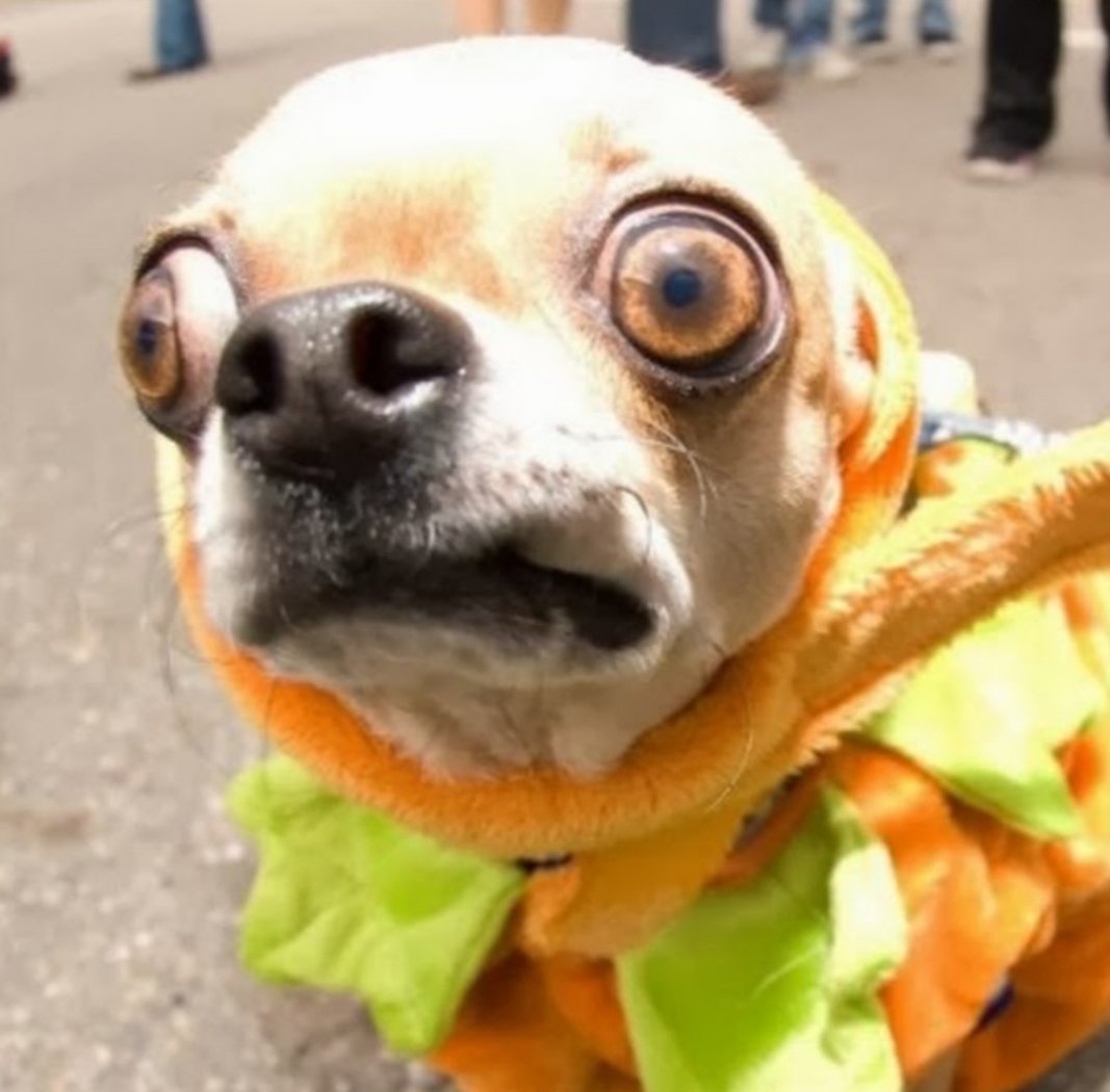 Собака с глазами Навыкате