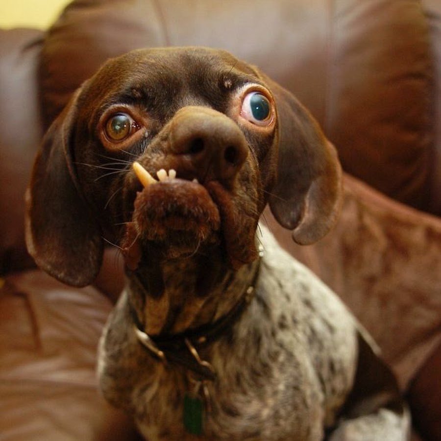 Самая страшная порода собак