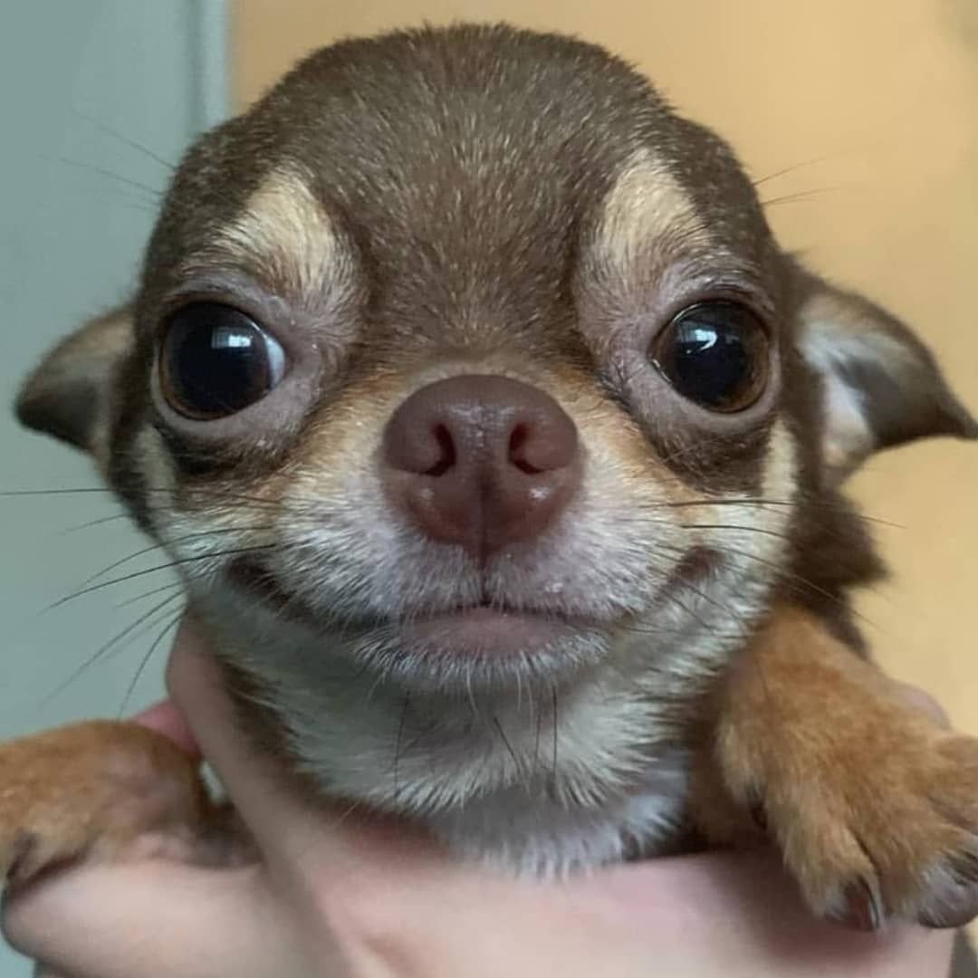 Чихуахуа хуеныши