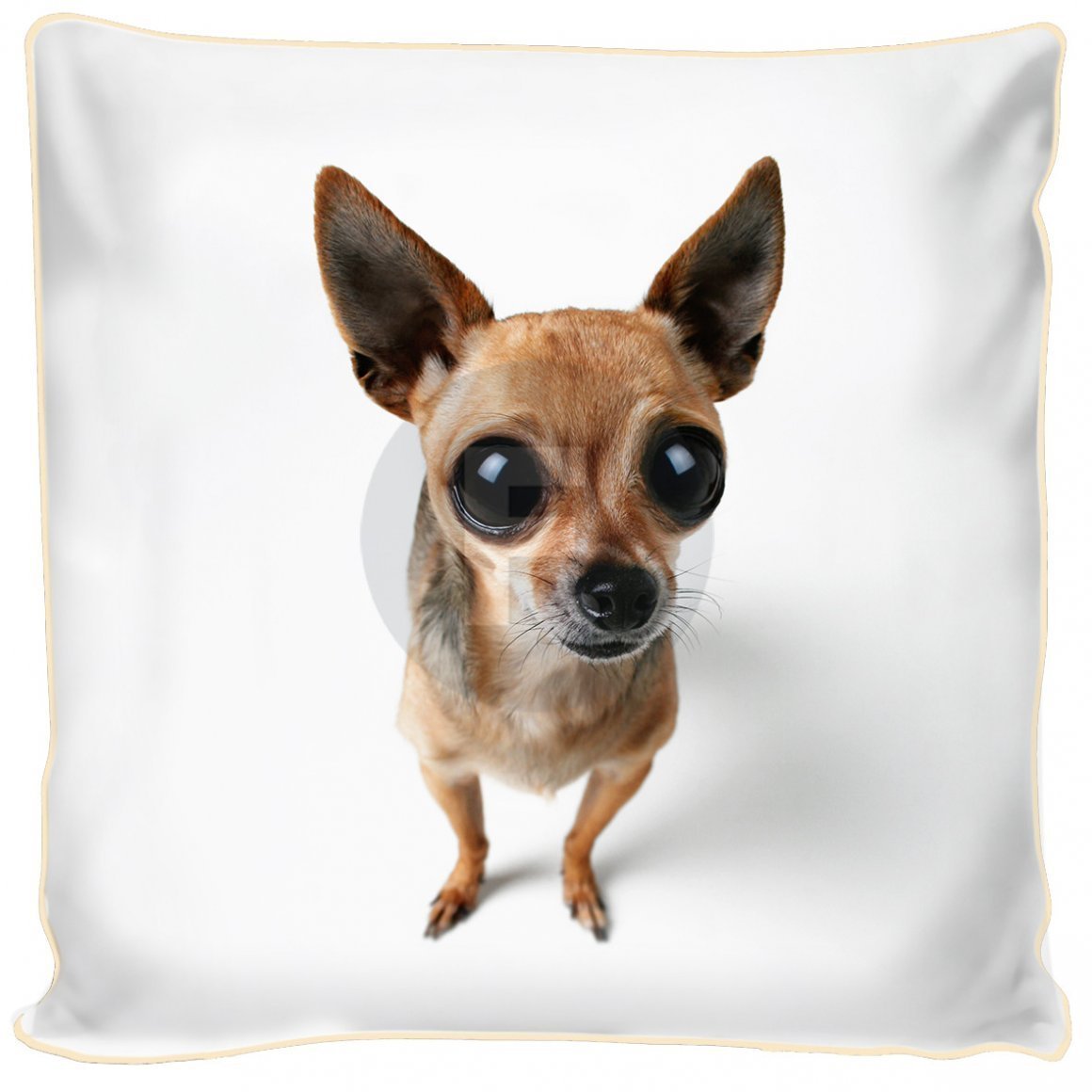 Мексиканский терьер чихуахуа