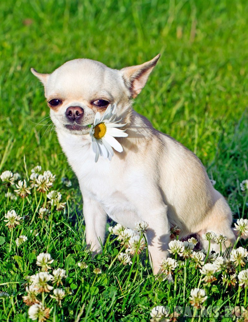 Чихуахуа мини