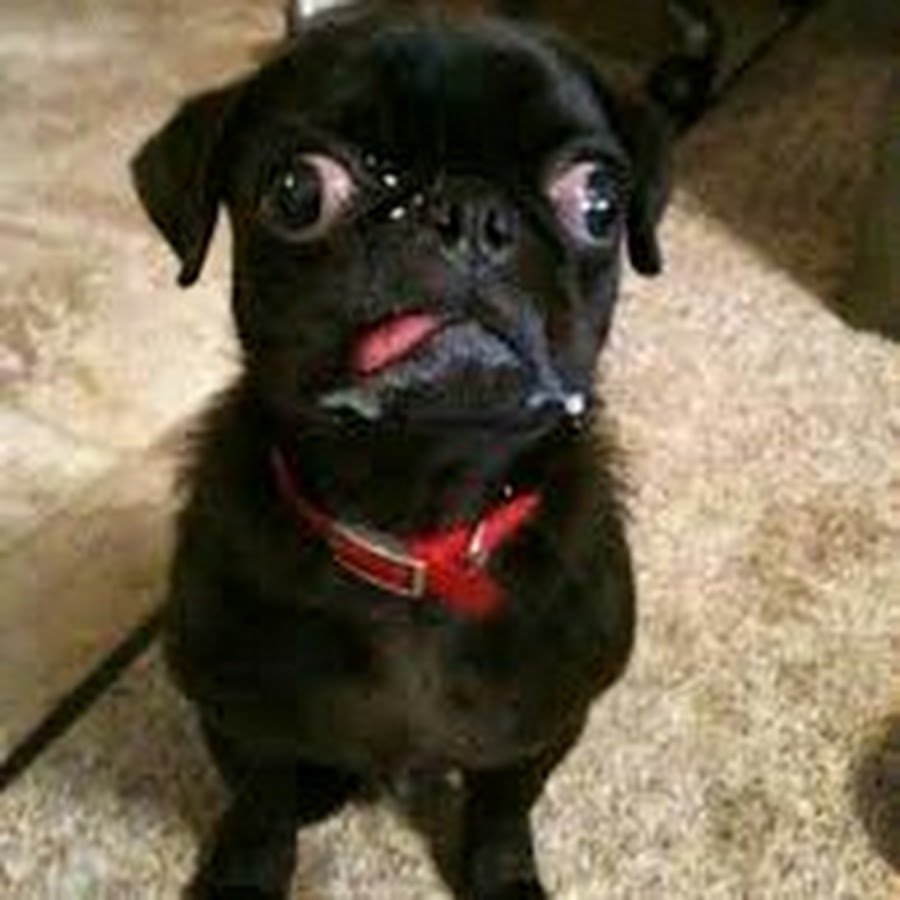 Мопс глаза в разные стороны