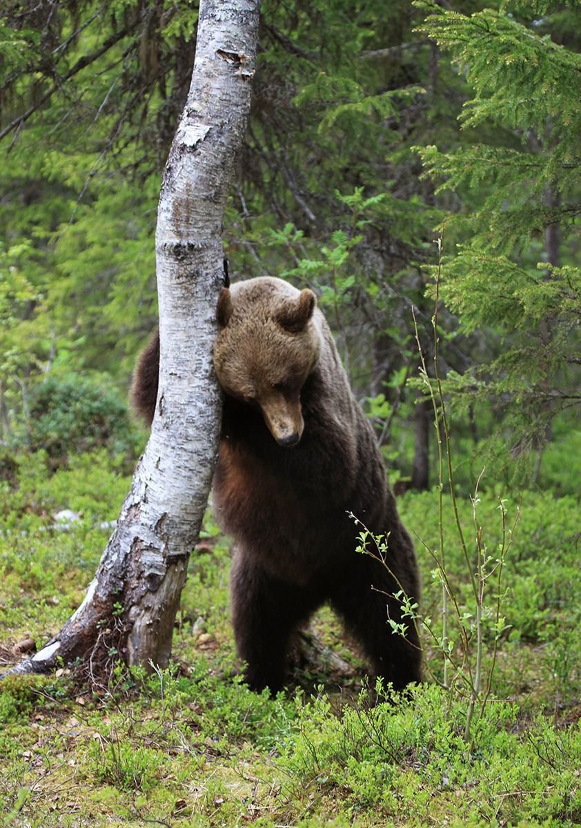 Медвежонок на берёзе