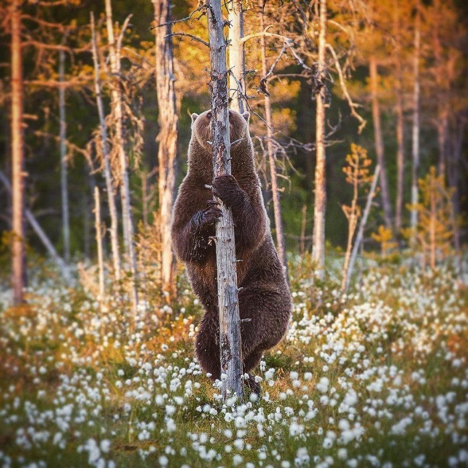Медведь спрятался