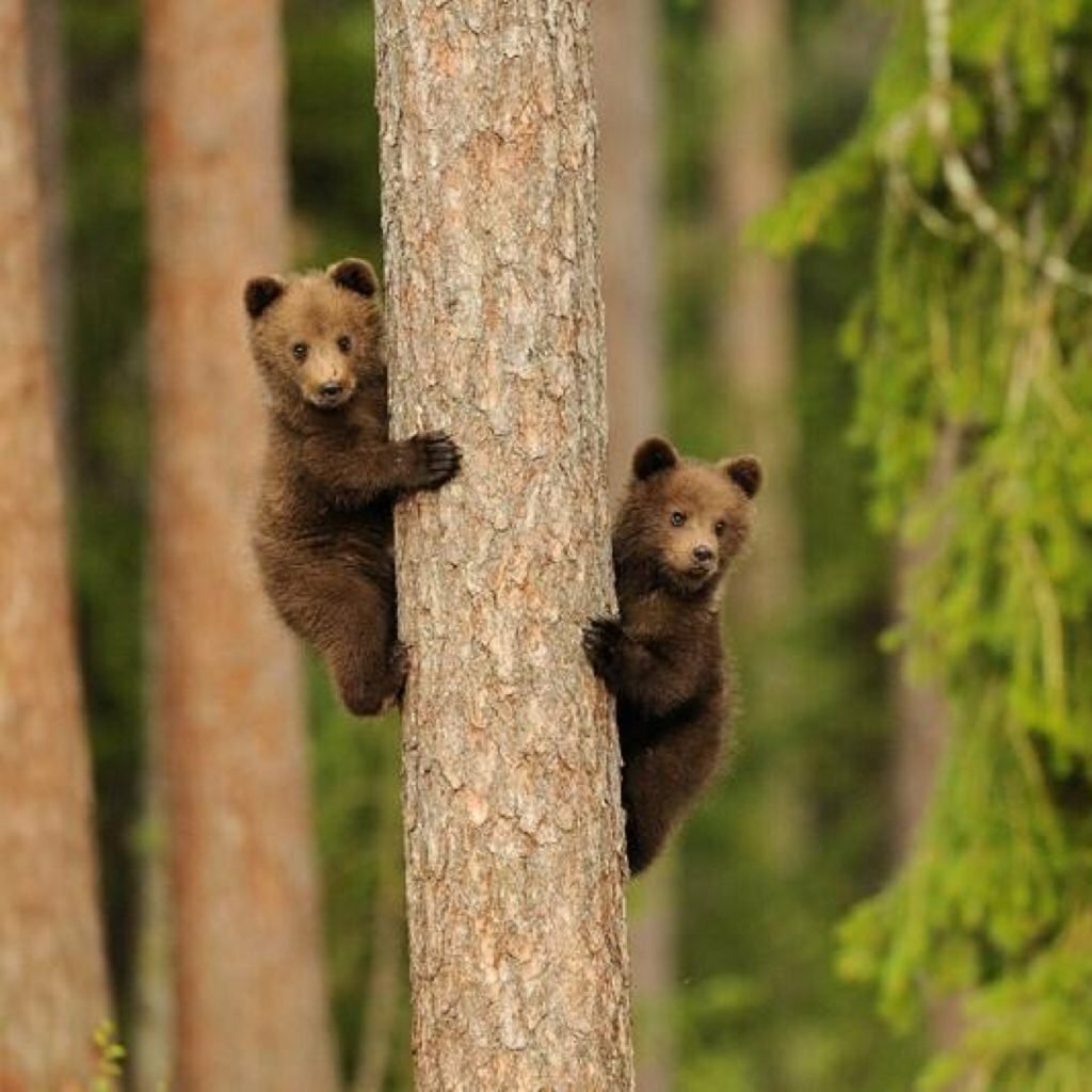 Медведь на дереве