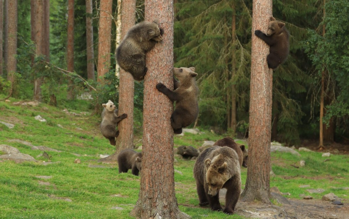 Медведь лезет на дерево