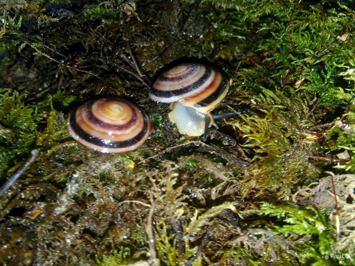 Улитки древесники караколусы