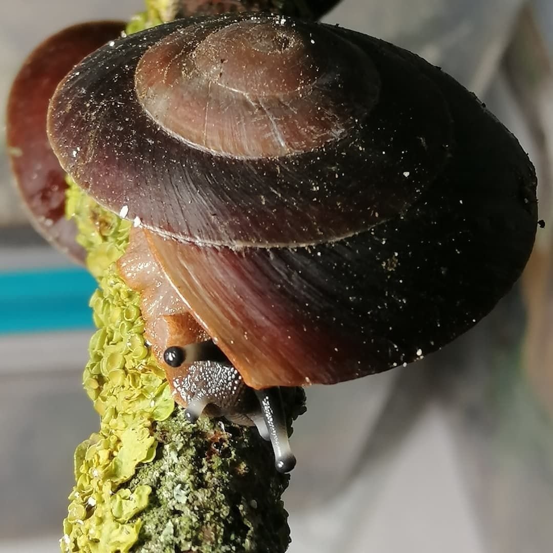 Древесная Арианта улитка