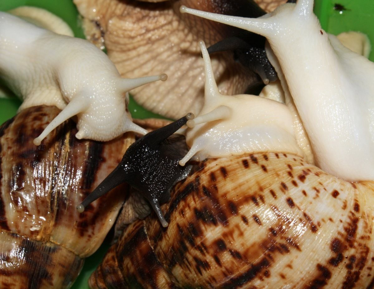 Ахатина ретикулята альбино