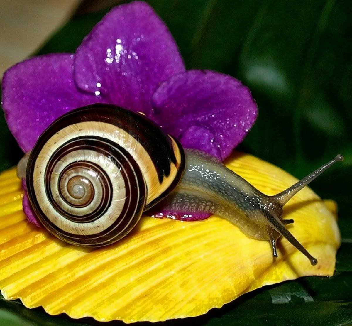 Улитка ахатина фиолетовая