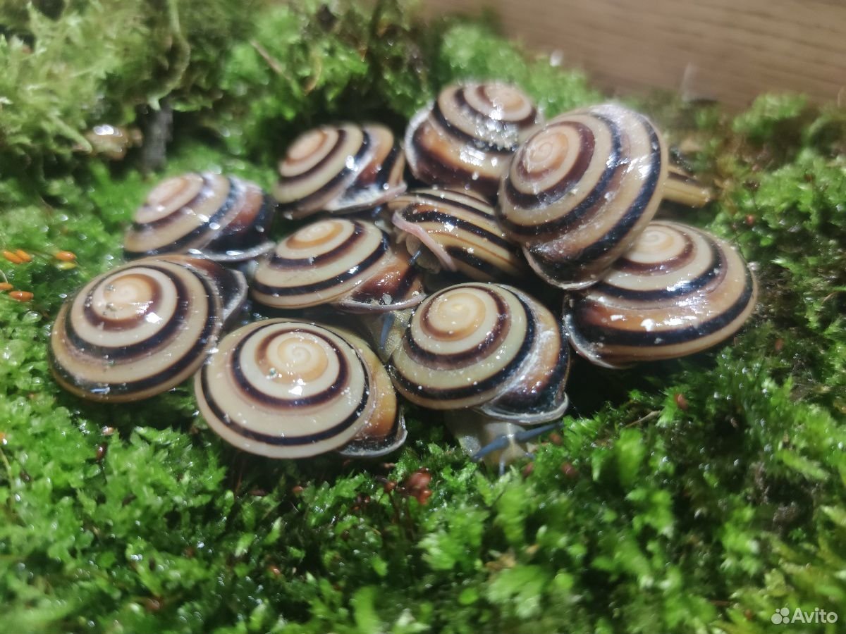 Улитки караколусы