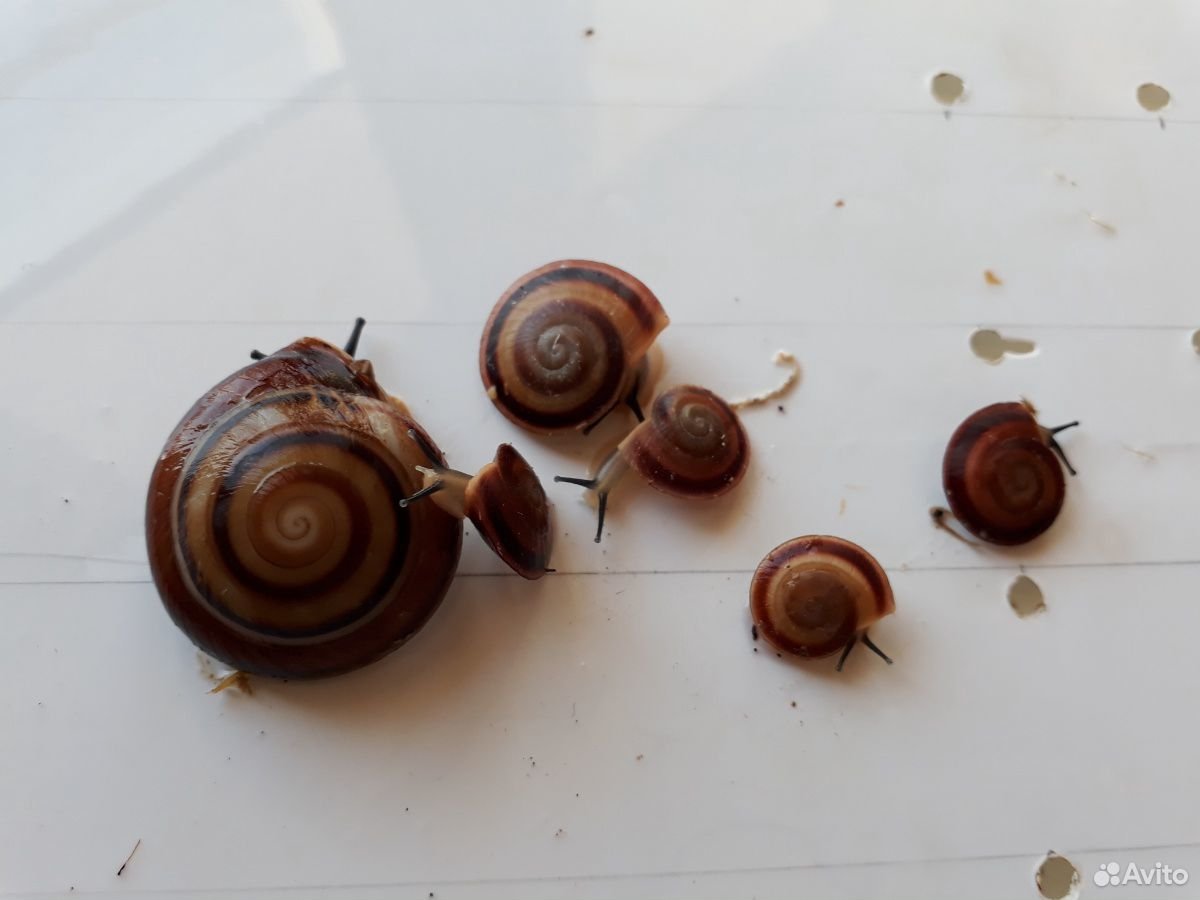 Древесные улитки караколусы