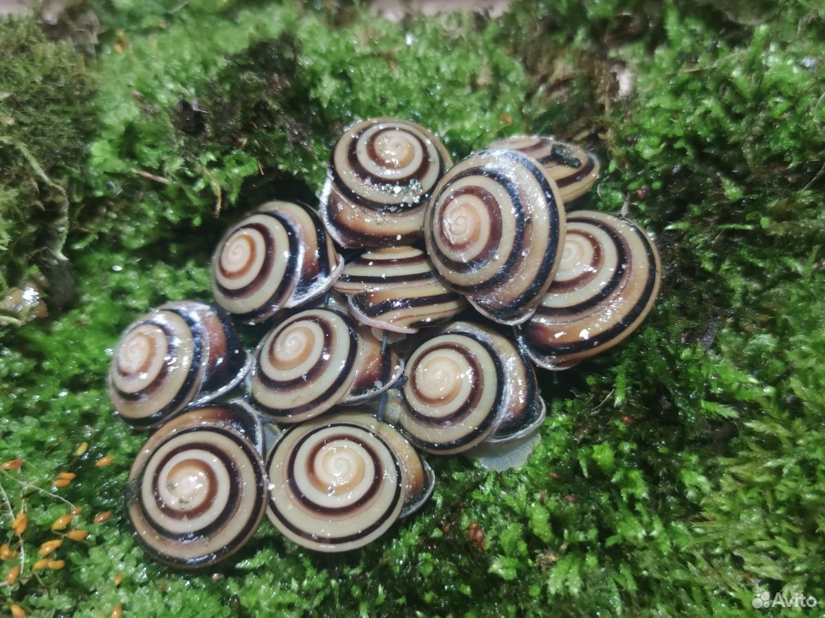 Караколусы альбино Шелл