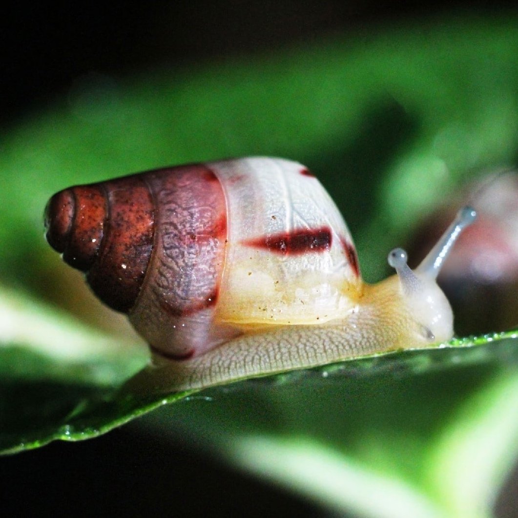 Ахатина альбинос