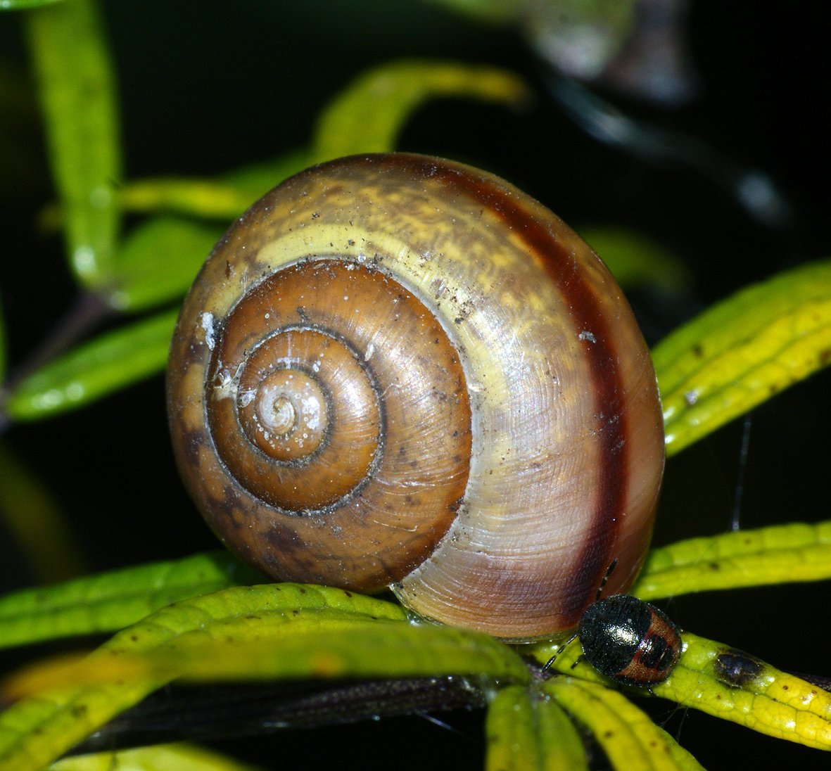 Древесная улитка (Arianta arbustorum)