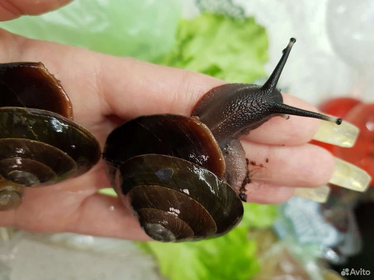 Древесные улитки караколусы