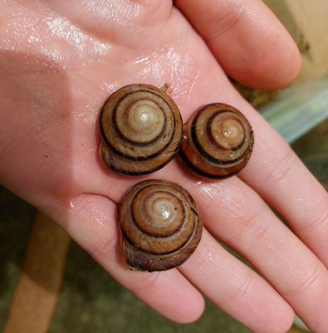 Улитки караколусы