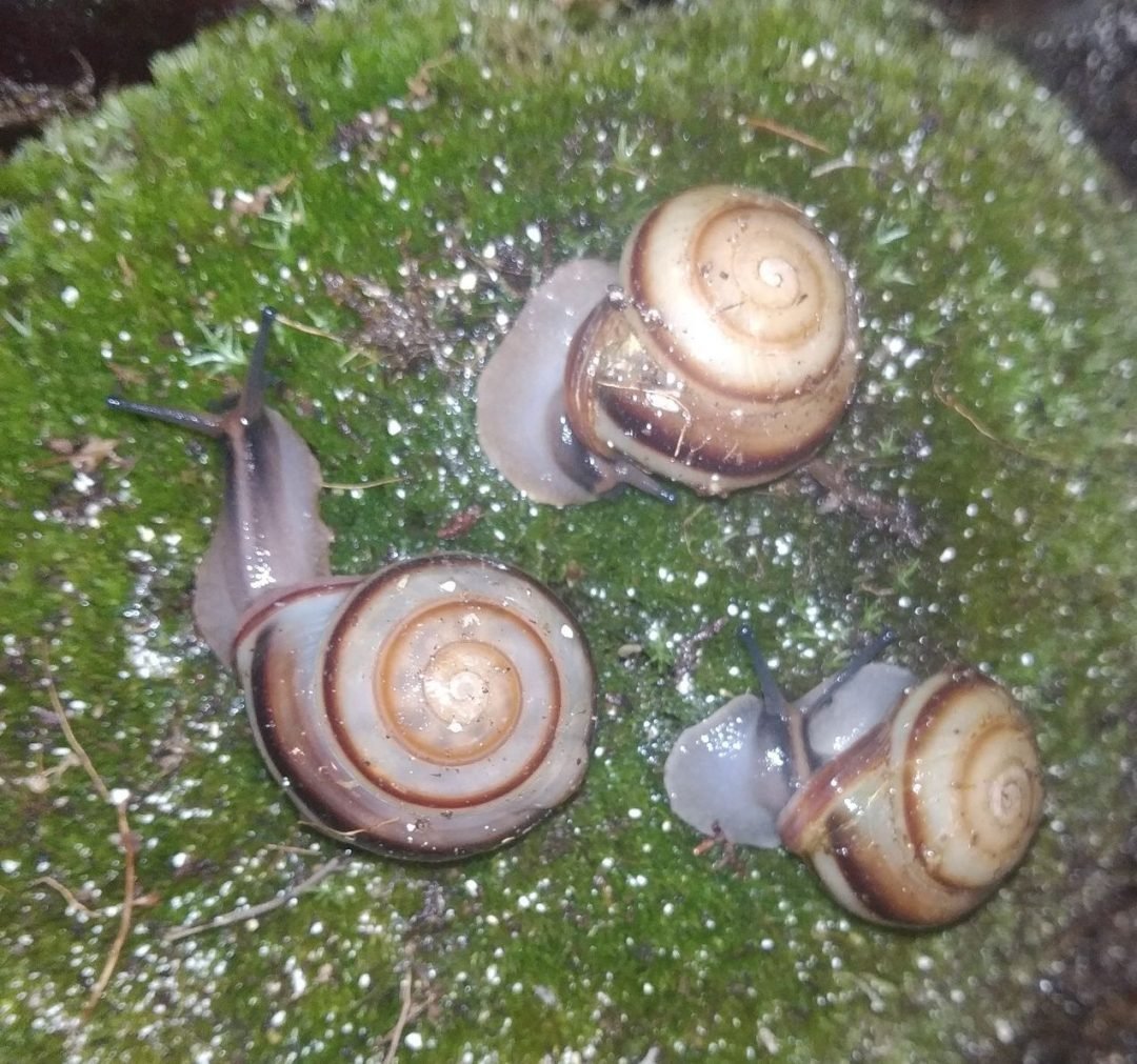 Улитки караколусы