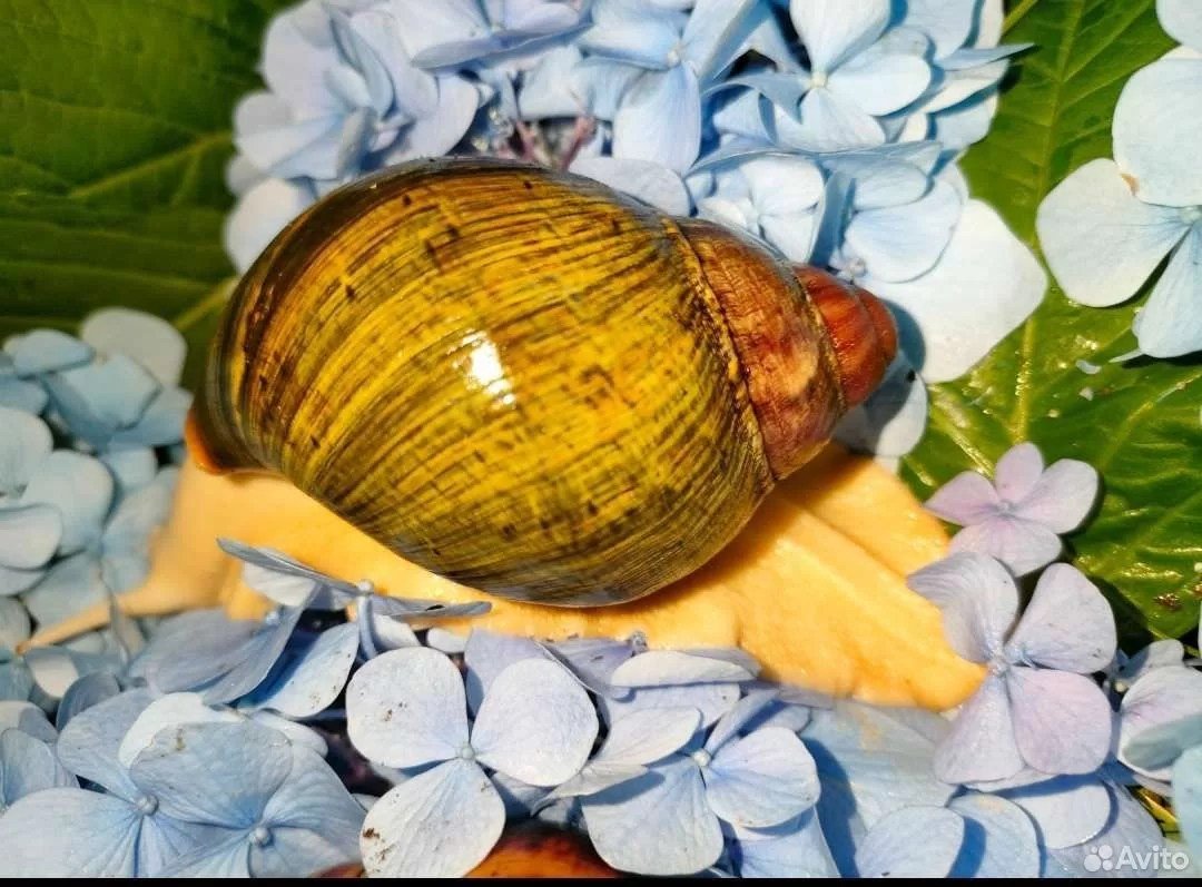 Архахатины вентрикозы