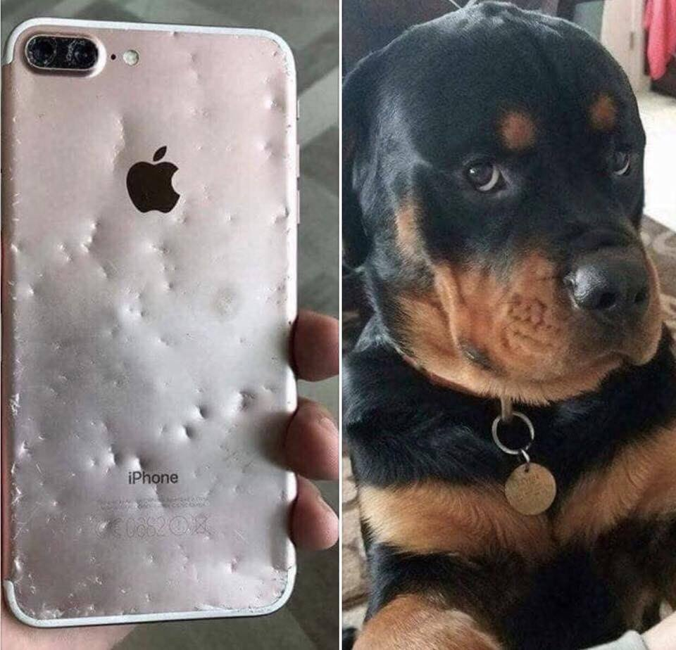 Собака сгрызла айфон
