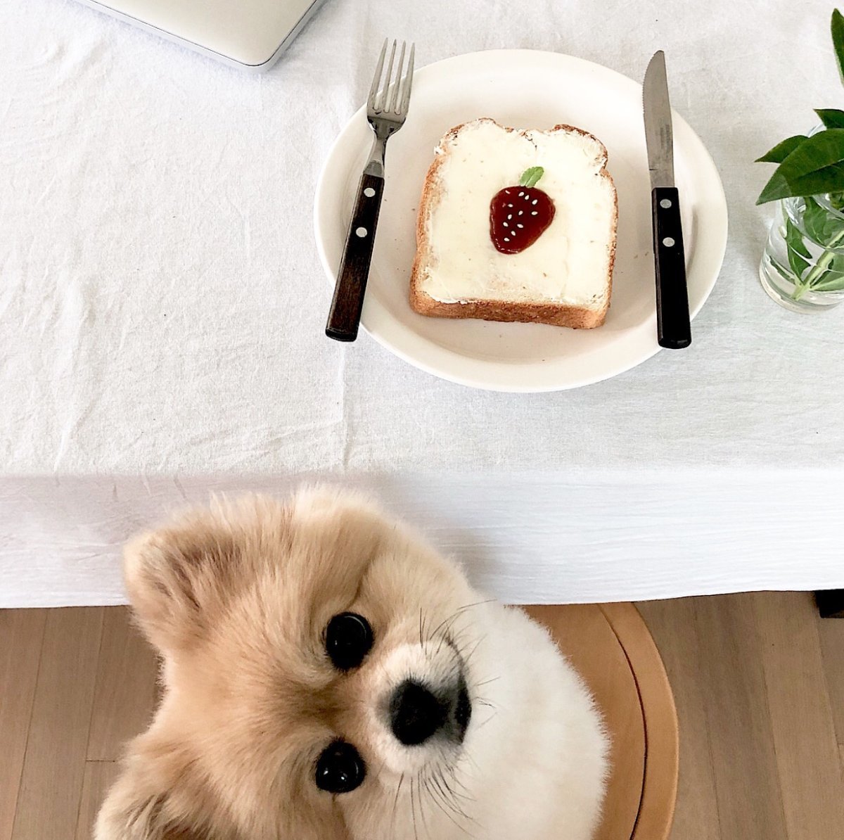 Доброе утро с животными