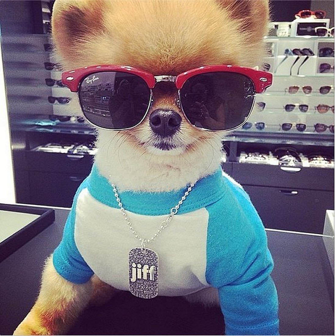 Модная собака