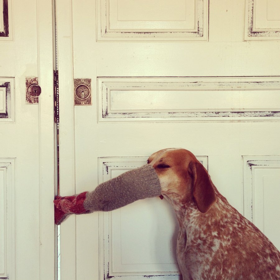 Кунхаунд Мэдди