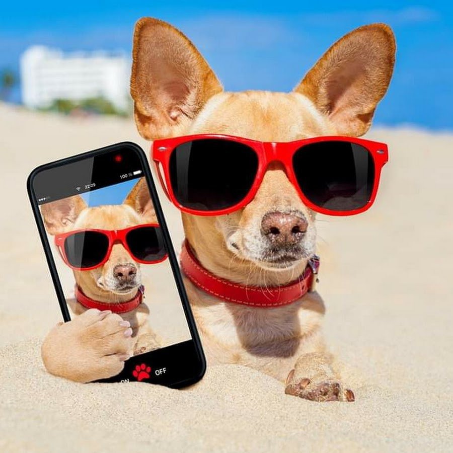 Собака с айфоном