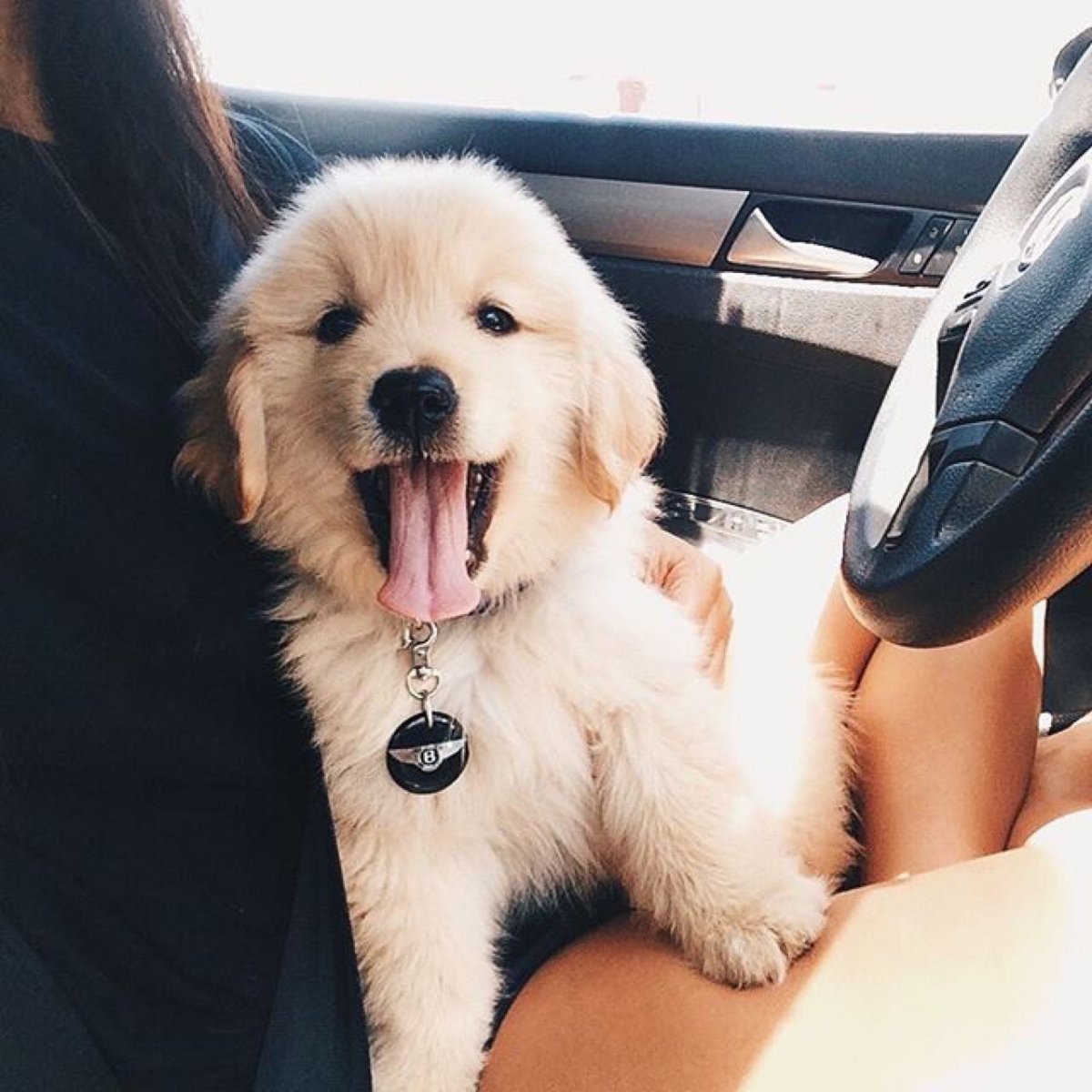 Милые большие собаки